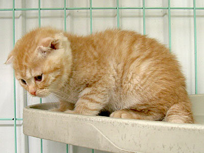 �X�R�b�`�摜�Q